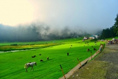Khajjiar (4)