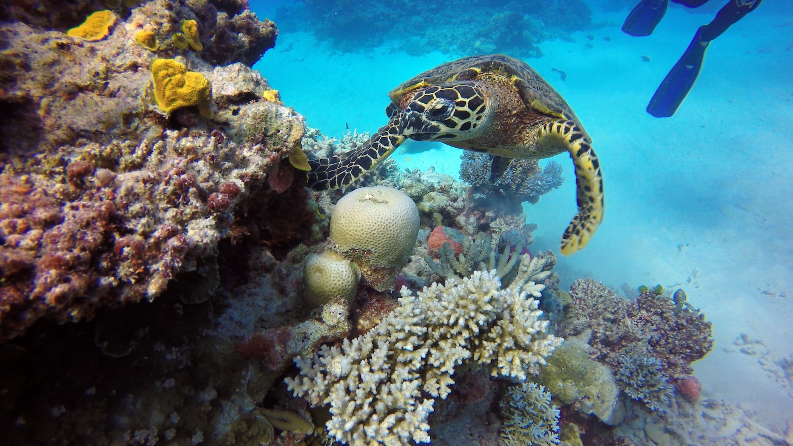 Great Barrier Reef, Australia